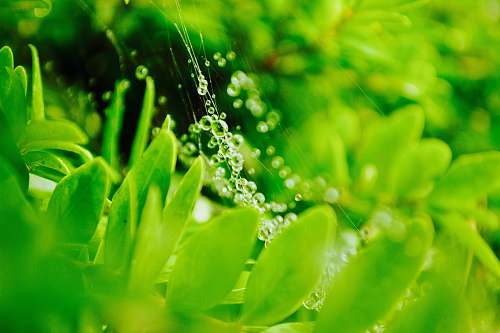 spinder web water droplets on green leaf nature
